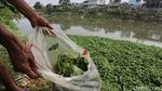 Saat Kemarau, Kangkung Liar BKB Jadi Pakan Bebek