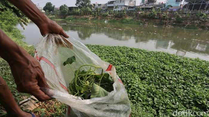 Warga memanen kangkung liar yang tumbuh di aliran Sungai Banjir Kanal Barat (BKB) di Cideng, Jakarta Pusat, Jumat (11/9/2026).
