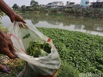 Saat Kemarau, Kangkung Liar BKB Jadi Pakan Bebek