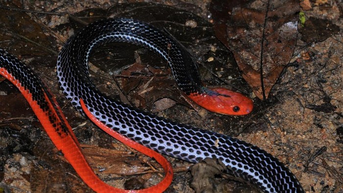Ular Kepala Merah (Bungarus  flaviceps)