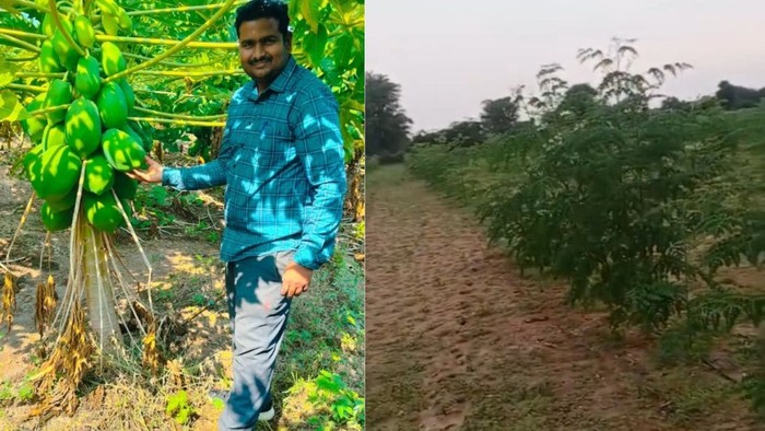 Banting Setir Jadi Petani Kelor, Mantan Pekerja IT Ini Raup Rp663 Juta!