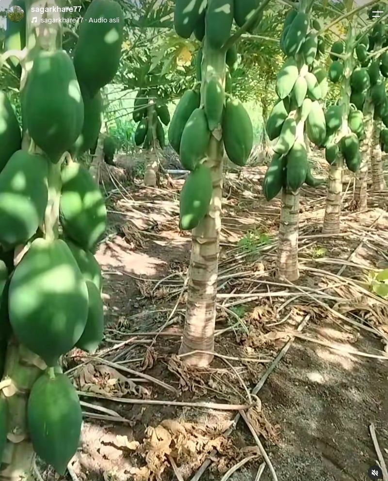 Banting Setir Jadi Petani Kelor, Mantan Pekerja IT Ini Raup Rp663 Juta!