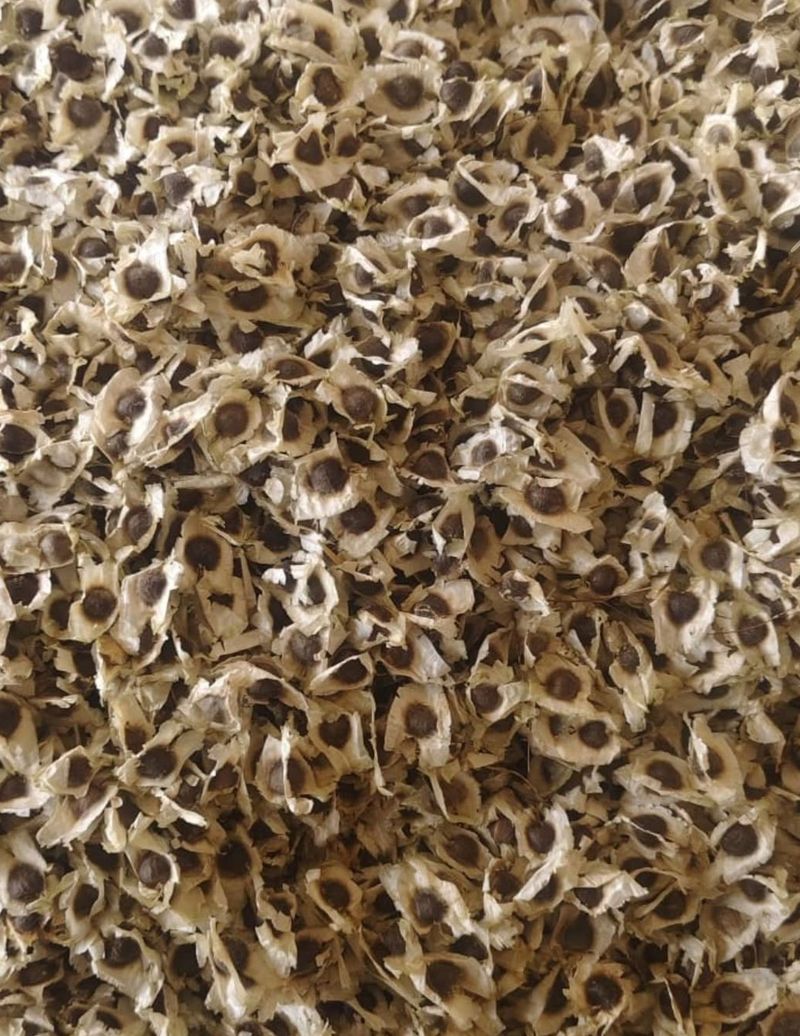 Banting Setir Jadi Petani Kelor, Mantan Pekerja IT Ini Raup Rp663 Juta!