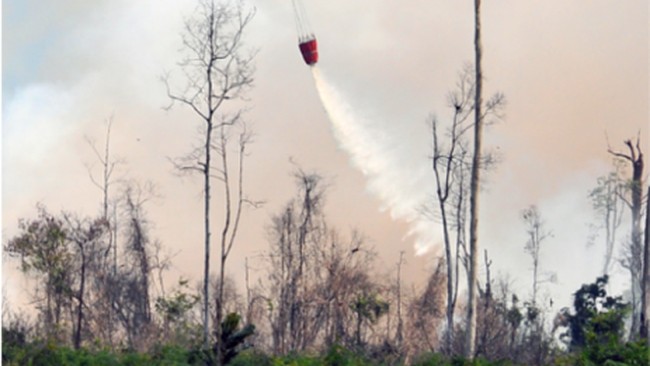 Video Operasi Water Bombing di Taman Nasional Tanjung Puting