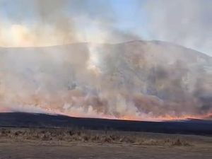 Fakta-fakta Karhutla Bromo Makin Membara hingga ke Wilayah Malang