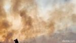 Potret Kebakaran Bromo, Api Terus Merembet Membakar Bukit Teletubbies