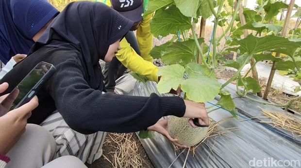 Kebun melon Iwan di Padaherang, Kabupaten Pangdaran Kebun melon Iwan di Padaherang, Kabupaten Pangdaran
