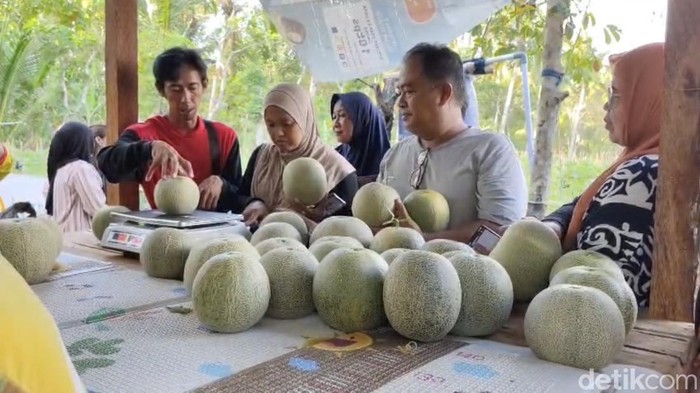 Kebun melon Iwan di Padaherang, Kabupaten Pangdaran