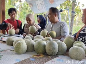 Agrowisata Melon Pangandaran, Panen Cuan dari Medsos