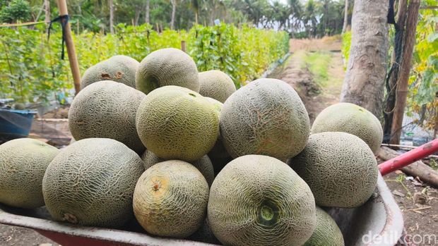Kebun melon Iwan di Padaherang, Kabupaten Pangdaran Kebun melon Iwan di Padaherang, Kabupaten Pangdaran