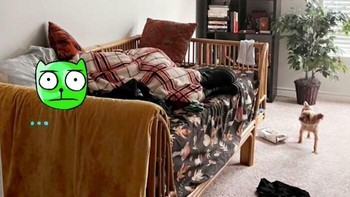 Kenapa harus tidur di kasur punya temannya. Kan, dia punya kasur sendiri. Foto: ReasonableJuice3 via Bored Panda