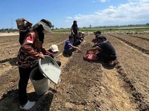Pertanian Pidie Kembali Produktif, Pemulihan Sawah Rusak Dipercepat