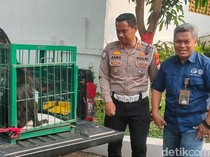Kondisi Membaik, Surili Korban Kecelakaan di Cianjur Direhabilitasi