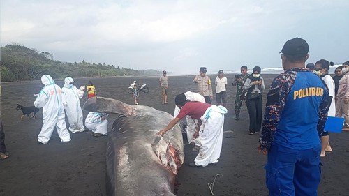 Petugas saat melakukan proses nekropsi bangkai hiu paus yang ditemukan terdampar di pesisir Pantai Pengeragoan, Desa Pengeragoan, Kecamatan Pekutatan, Kabupaten Jembrana, Sabtu (12/9/2026). Dok.  Polres Jembrana