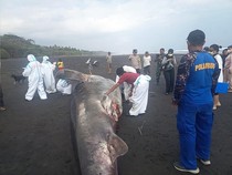 Hiu Paus 8 Meter Terdampar Mati di Pantai Bali, Dievakuasi dan Dikubur