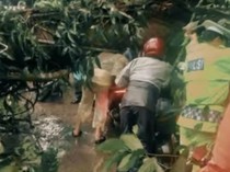 Pohon Tumbang Tutup Jalan Medan-Berastagi, Polisi Evakuasi