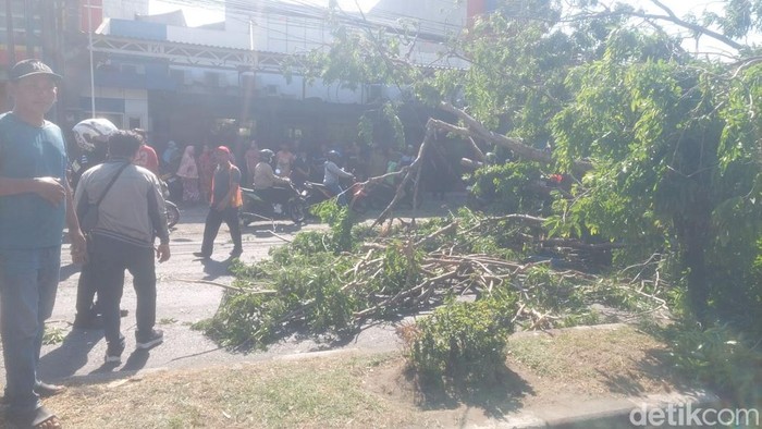 Pohon berdiameter sekitar 75 sentimeter tumbang tepat di depan Kantor Delta Tirta Gedangan sekitar pukul 14.05 WIB.