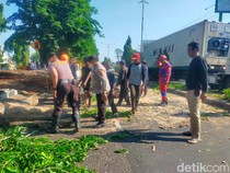 Potret Petugas Evakuasi Pohon Tumbang di Tengah Angin Kencang Sidoarjo