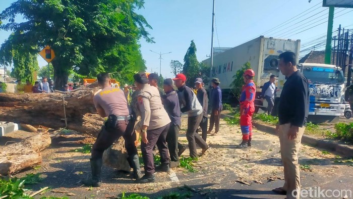 Angin kencang membuat pohon besar tumbang di Jalan Raya Tebel Sidoarjo. Petugas gabungan bergerak cepat mengevakuasi pohon dan mengurai kemacetan.