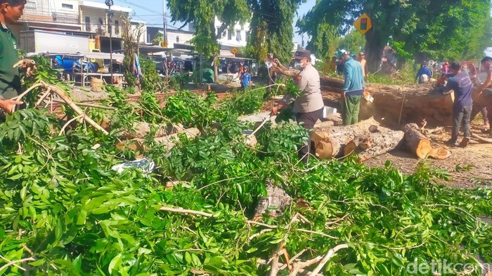 Angin kencang membuat pohon besar tumbang di Jalan Raya Tebel Sidoarjo. Petugas gabungan bergerak cepat mengevakuasi pohon dan mengurai kemacetan.