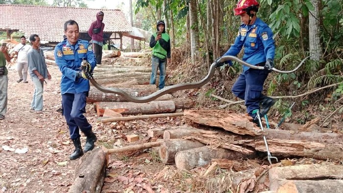 Proses evakuasi king kobra di pabrik kayu Ciamis