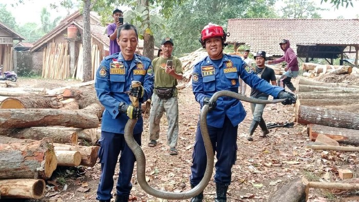 Proses evakuasi king kobra di pabrik kayu Ciamis