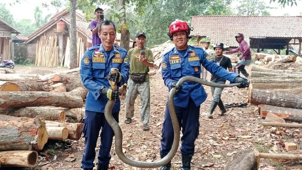 Proses evakuasi king kobra di pabrik kayu Ciamis Proses evakuasi king kobra di pabrik kayu Ciamis