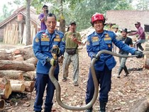 Kata Animal Lover Ciamis soal Teror Ular Masuk Rumah Saat Kemarau