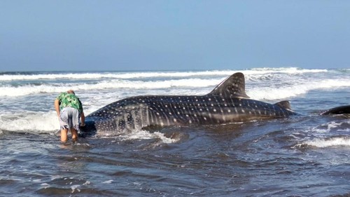 Seekor satwa laut berukuran raksasa terdampar di di perairan dangkal Pantai Pengeragoan, Desa Pengeragoan, Kecamatan Pekutatan, Jembrana, Bali, Sabtu (12/9/2026).(Foto: Dok. Polres Jembrana)