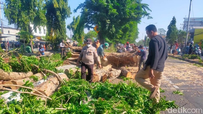 Sejumlah anggota kepolisian turut membantu evakuasi pohon tumbang yang lukai 2 pemotor di Jalan Raya Tebel, Gedangan, Sidoarjo.