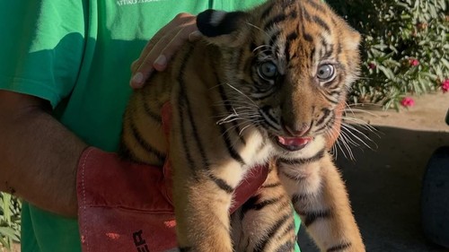 Tiga harimau Sumatera lahir di kebun binatang Yunani.