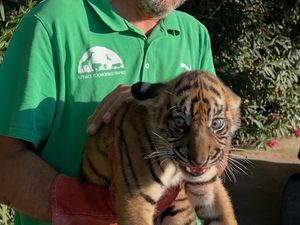 3 Anak Harimau Sumatera Lahir di Yunani, Bakal Punya Nama Tokoh The Odyssey