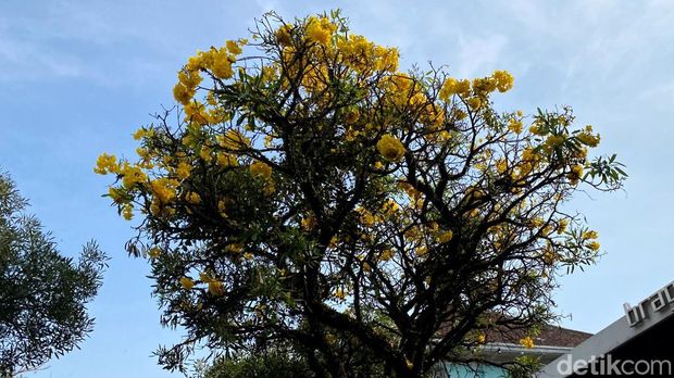 Bunga Tabebuya bermekaran di Jalan Braga Bandung Bunga Tabebuya bermekaran di Jalan Braga Bandung