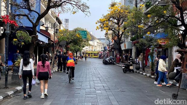 Bunga Tabebuya bermekaran di Jalan Braga Bandung Bunga Tabebuya bermekaran di Jalan Braga Bandung