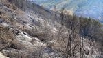 Foto: Kondisi Bromo Hillside yang Sempat Dikepung Api Karhutla