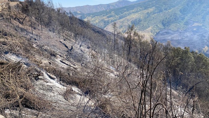 Kebakaran hutan dan lahan di Bromo meluas hingga mendekati Pos Jemplang