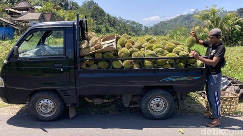 Petani durian sedang panen perdana di Desa Selisihan, Kecamatan Klungkung, Klungkung, Bali, Minggu (13/9/2026). (Fatih Kudus Jaelani/detikBali).