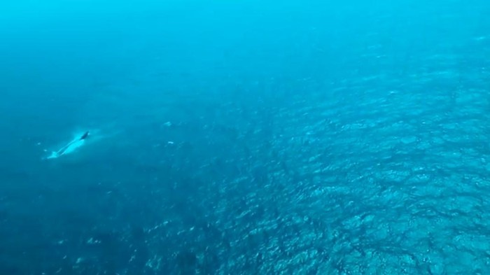 Potret udara Kapal Virgo Transport 8 yang terbalik usai hilang kontak di Laut Jawa. (dok.Humas Polri)