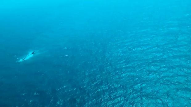 Potret udara Kapal Virgo Transport 8 yang terbalik usai hilang kontak di Laut Jawa. (dok.Humas Polri)