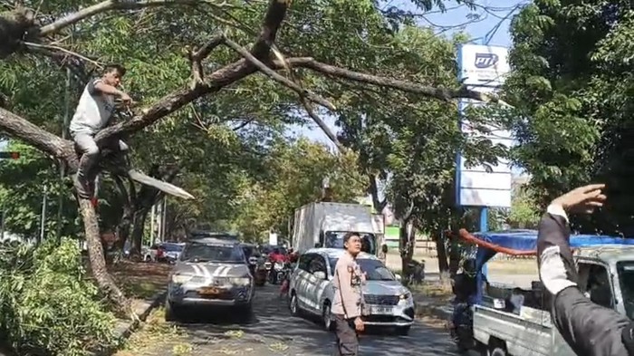 Proses evakuasi ranting pohon yang patah sempat menimpa seorang pengendara motor di Jalan JUanda, Sidoarjo.