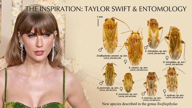 Taylor Swift dan serangga pemakan tumbuhan yang dinamai dirinya Taylor Swift dan serangga pemakan tumbuhan yang dinamai dirinya