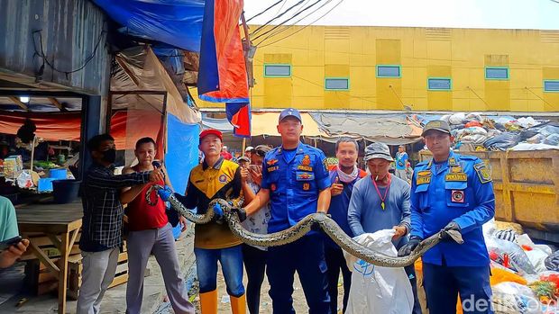 Ular Sanca Batik 3 meter di bawah jembatan Pasar Palabuhanratu Ular Sanca Batik 3 meter di bawah jembatan Pasar Palabuhanratu
