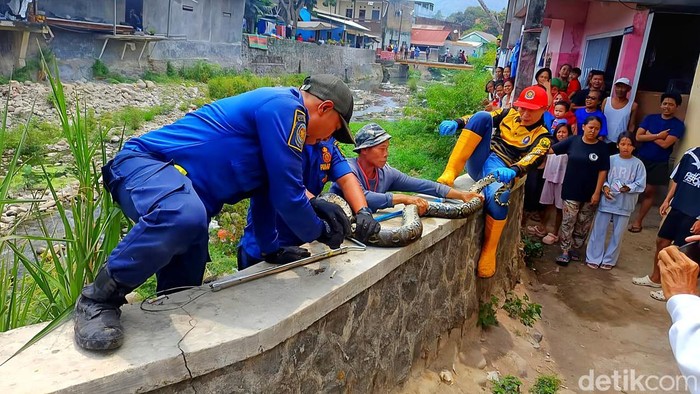 Ular Sanca Batik 3 meter di bawah jembatan Pasar Palabuhanratu