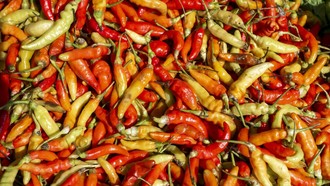 Petani Ungkap Biang Kerok Harga Cabai Masih Mahal