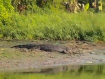 Video: Muncul Buaya Besar saat Perahu Rombongan Guru Melintas di Sidoarjo