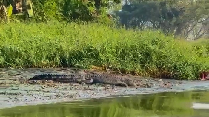 Kemunculan buaya di sungai Sidoarjo.