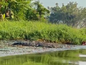 Paniknya Rombongan Guru Disambut Buaya Saat Lewat Sungai di Sidoarjo