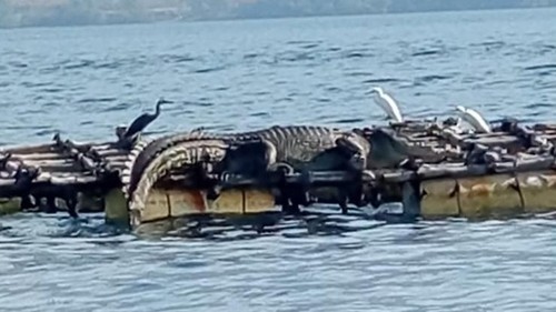 Kemunculan buaya menghebohkan warga di perairan Desa Konga, Kecamatan Titihena, Flores Timur, NTT. (Foto: Dok. Istimewa)