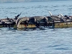 Heboh Kemunculan Buaya di Pantai Flores Timur, Warga Diminta Tak Melaut