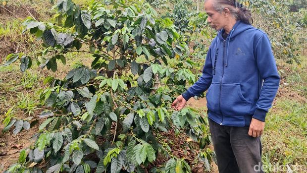 Kopi Java Buana Ciremai